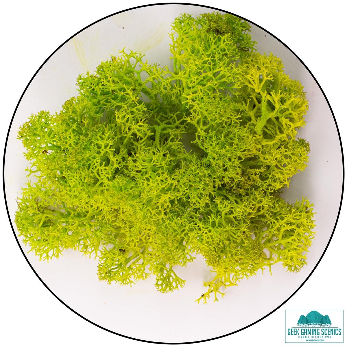 Apple green Reindeer Moss (Lichen) for realistic model scenery and terrain detailing.