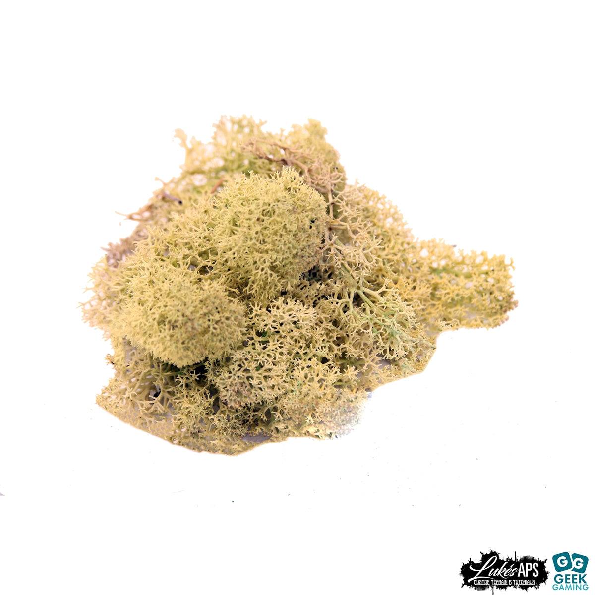 Old green Icelandic Reindeer Moss lichen for model scenery and terrain detailing