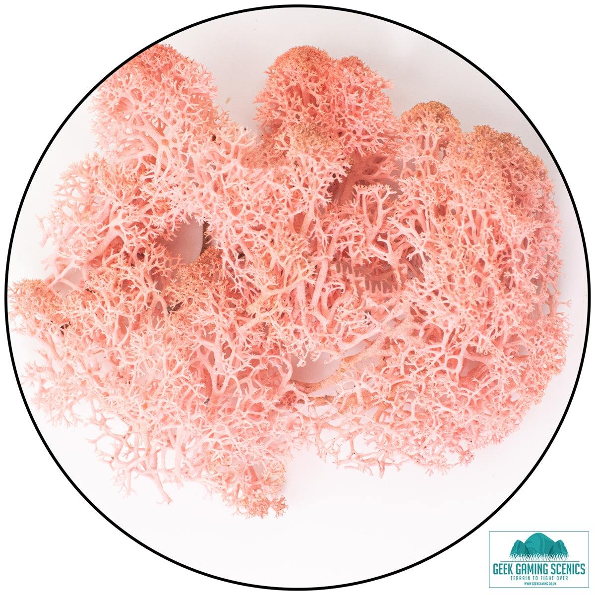 Pink rose-colored reindeer moss lichen for model scenery and landscaping.