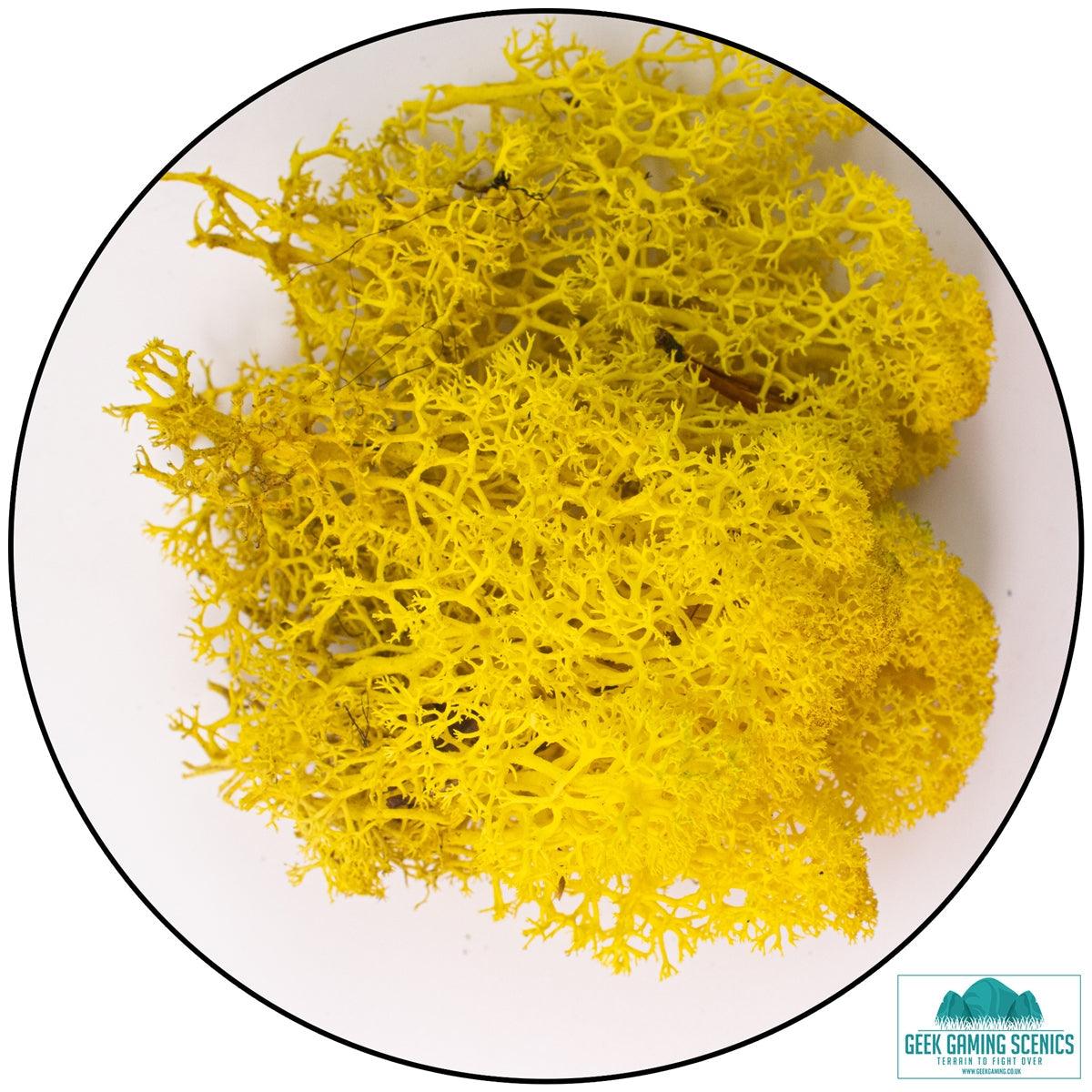 Yellow Icelandic Reindeer Moss Lichen for model scenery and terrain crafting