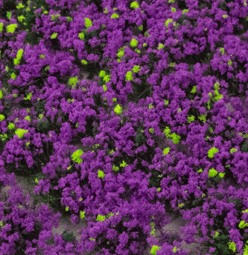 WWScenics 4mm Heather Tufts