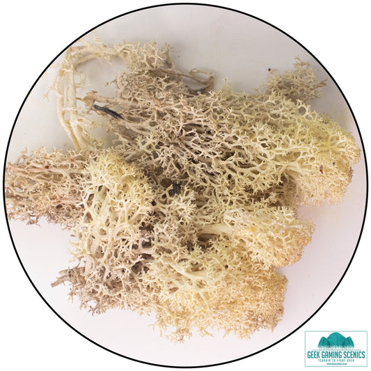Lichen - Reindeer Moss (Icelandic Moss) Misty White